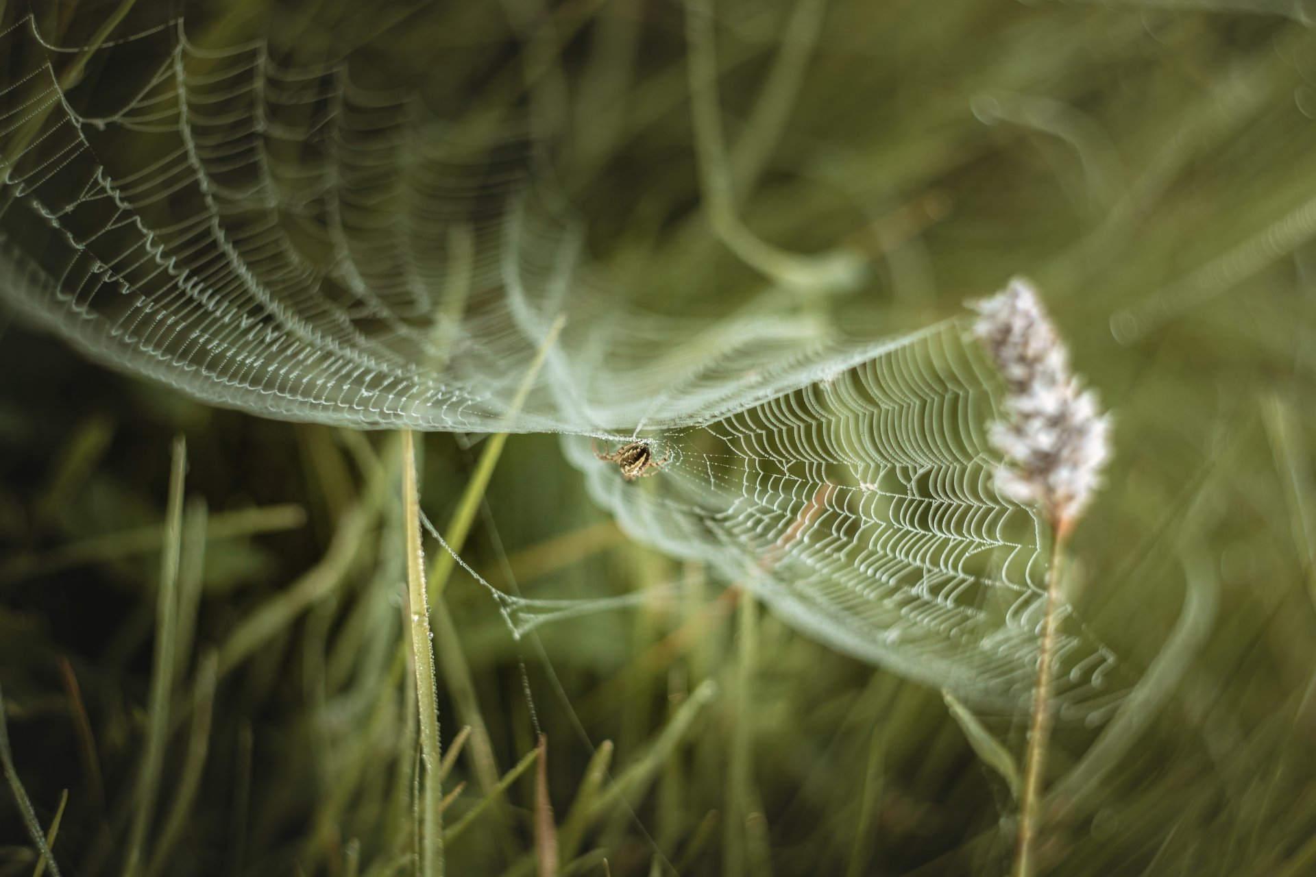 Download Macro Spider Web Spider Animal 4k Ultra HD Wallpaper