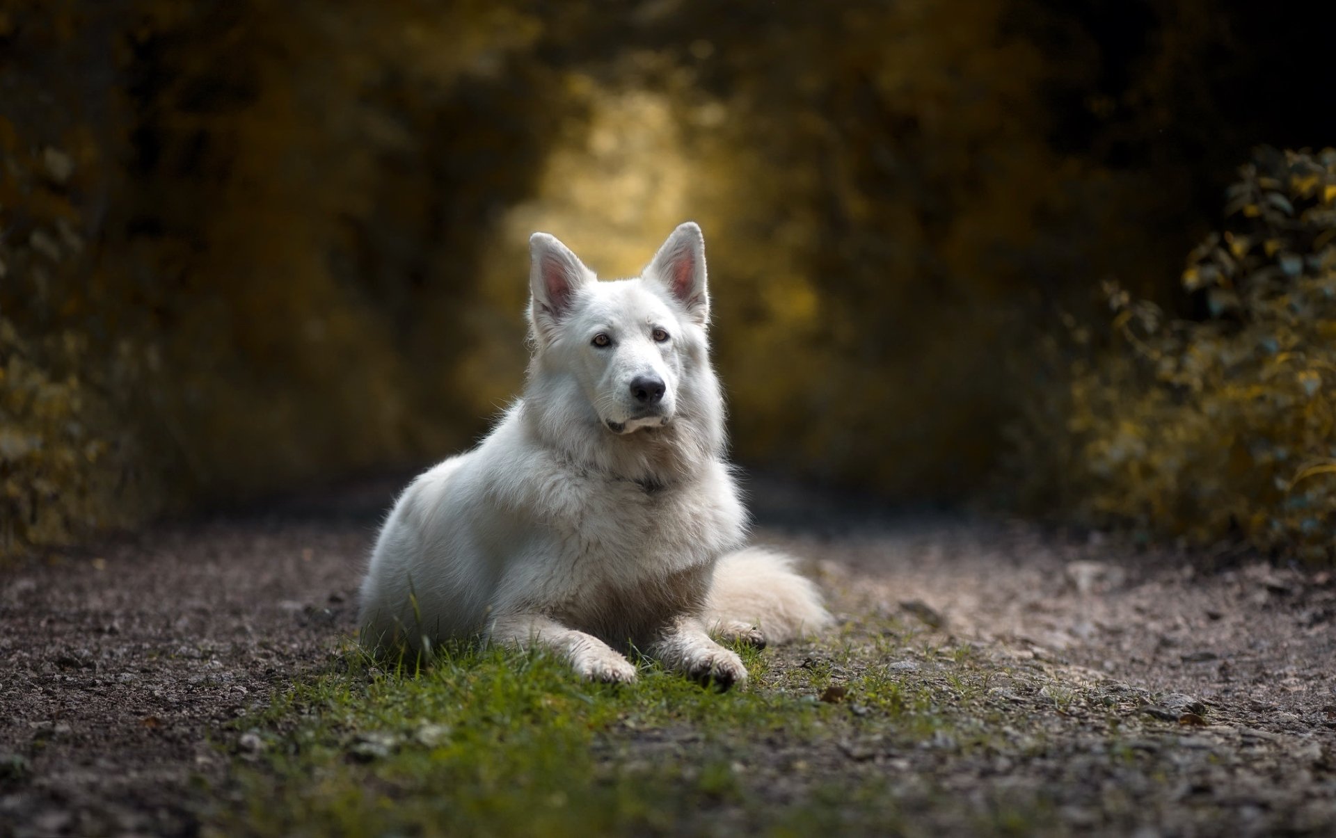 Download Depth Of Field Dog Animal White Shepherd HD Wallpaper