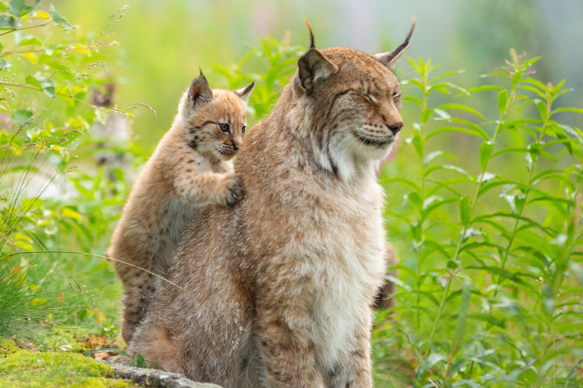 Download Cub Baby Animal Animal Lynx HD Wallpaper