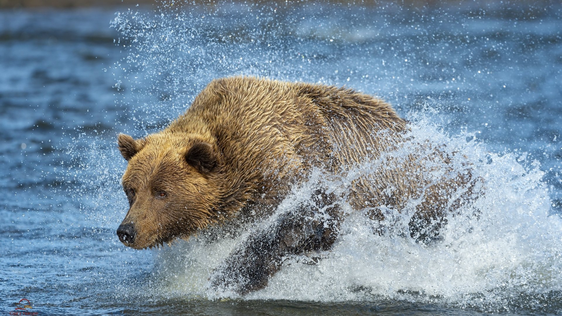 Download Splash Animal Bear 4k Ultra HD Wallpaper