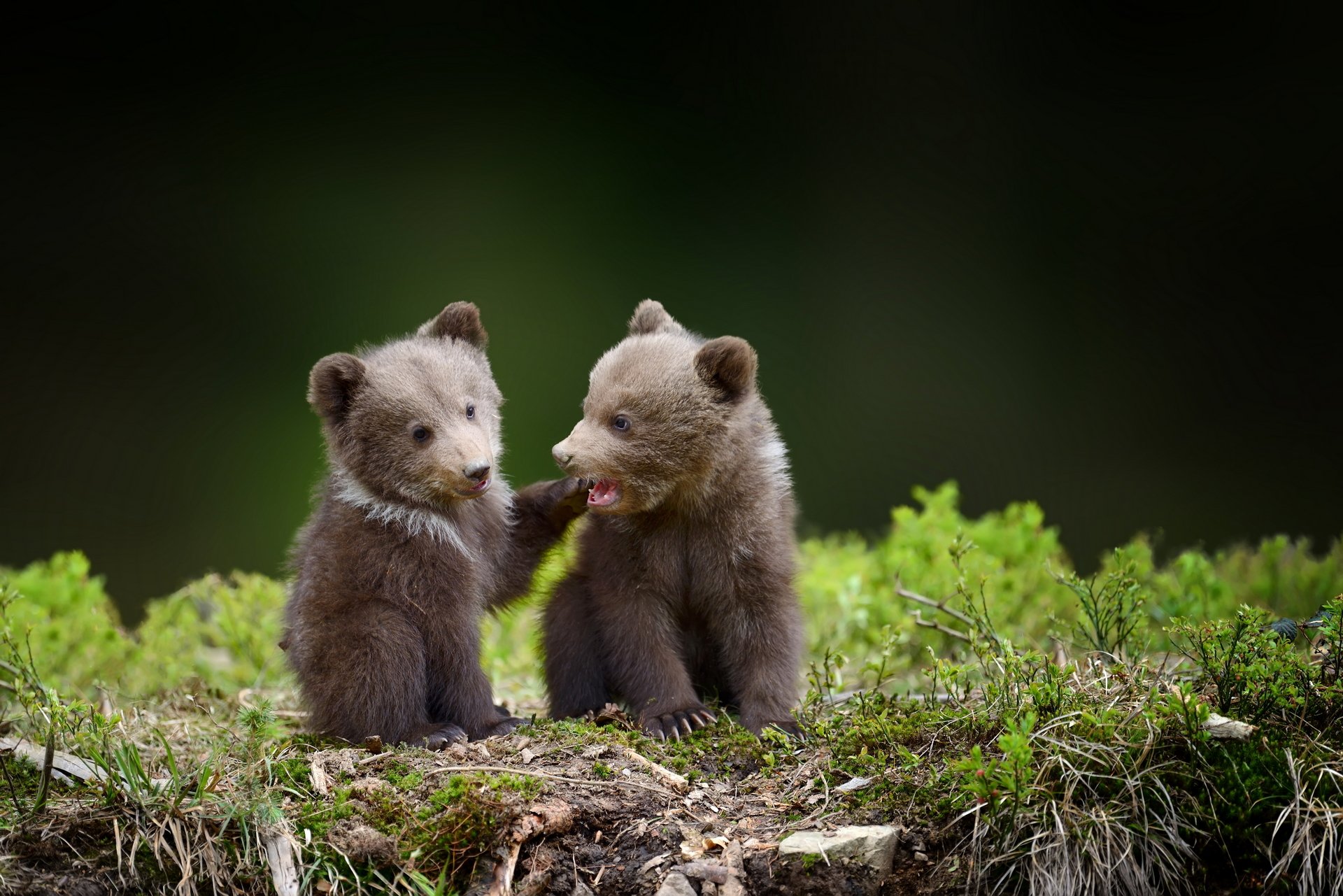 Real Life Moeder & Baby Bruine Beer | Zeer Gedetailleerde Vorstbestendige Kunststof Huis of Tuindecoratie | XRL-BBMB-B