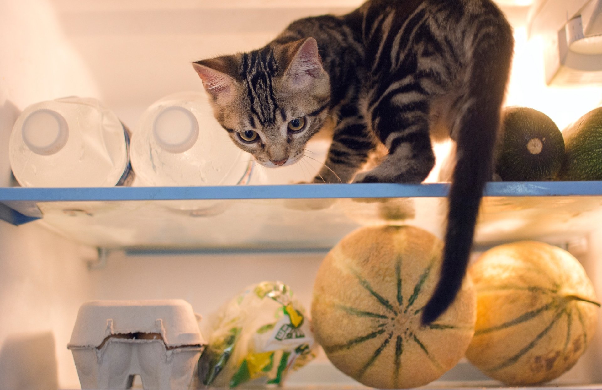 HD PC desktop wallpaper of a tabby cat kitten, a baby animal, staring down from a shelf at melons and eggs — cat/Animal with an intent stare.