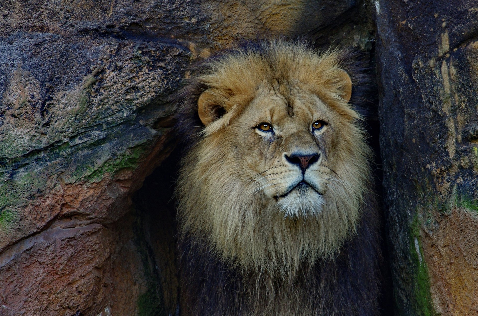 Lion HD Wallpaper | Background Image | 3467x2296 | ID:1093701