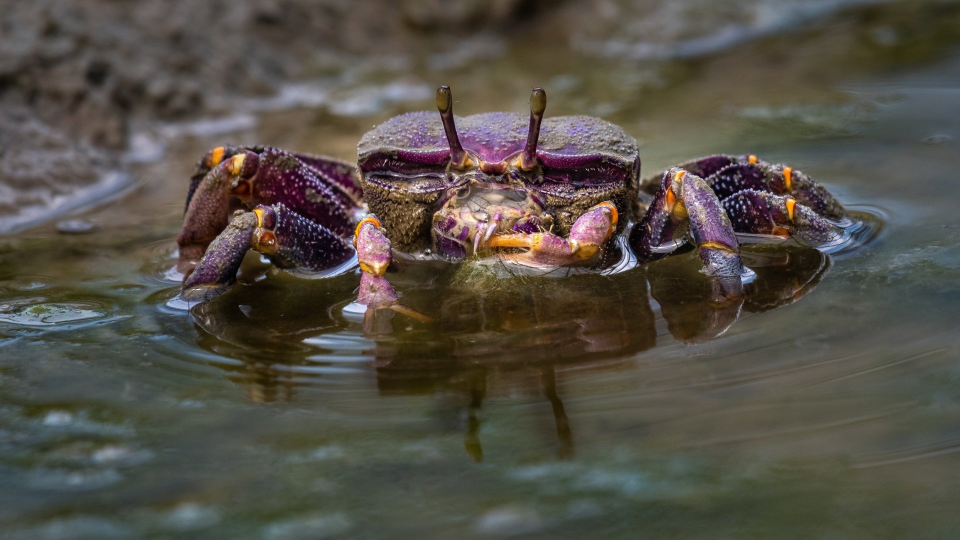 Download Animal Crab HD Wallpaper