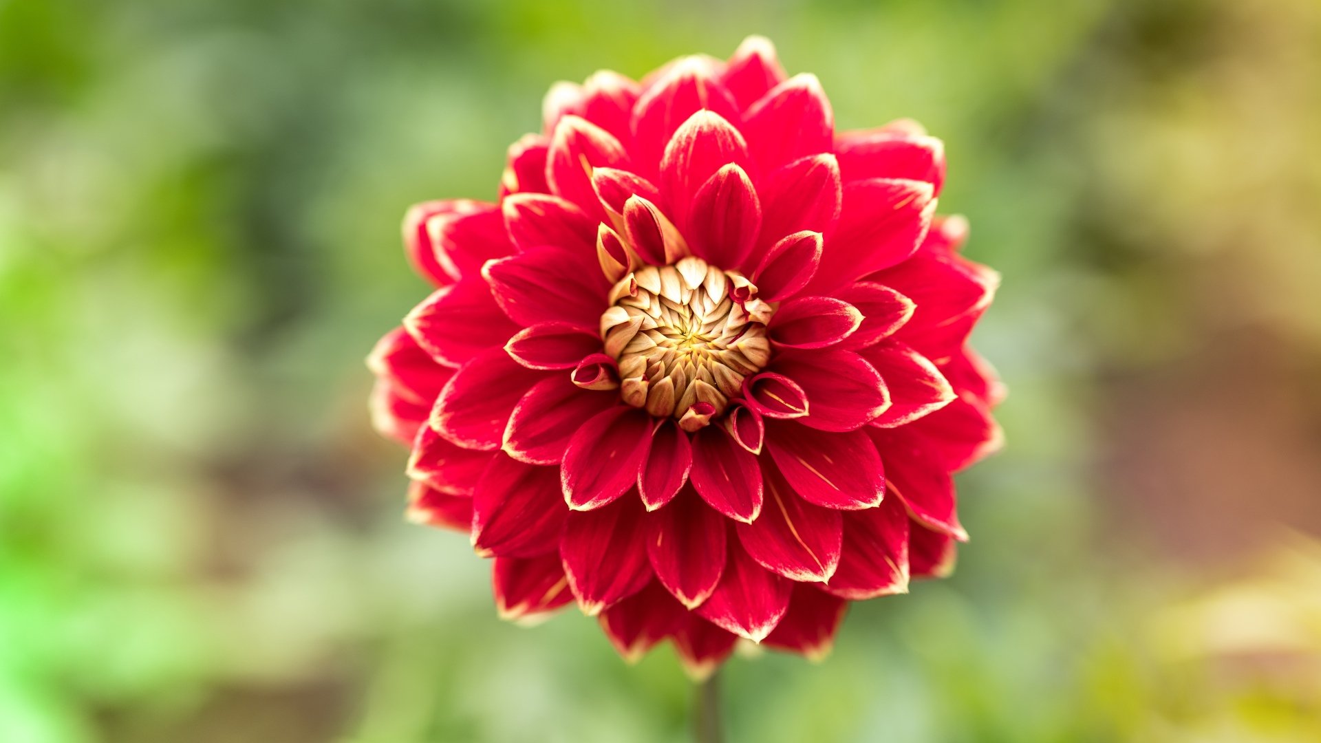 Download Nature Dahlia 4k Ultra HD Wallpaper