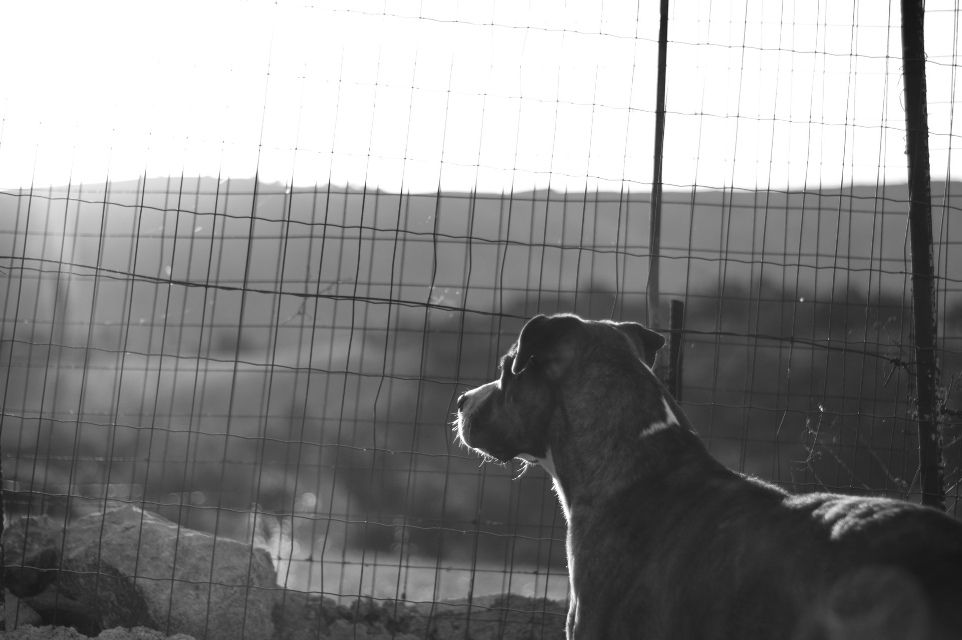 Looking to the Sunrise by Andrew