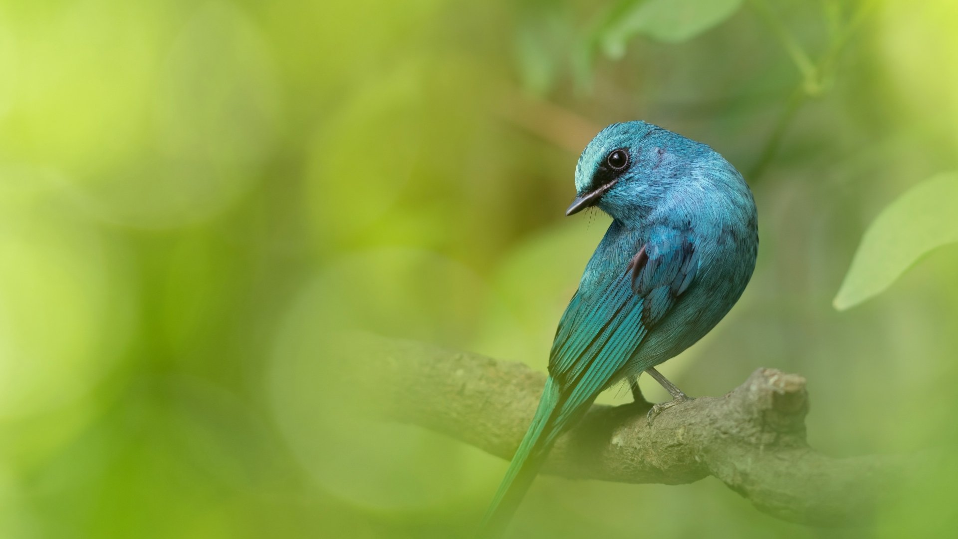 Download Verditer Flycatcher Animal Flycatcher 4k Ultra HD Wallpaper