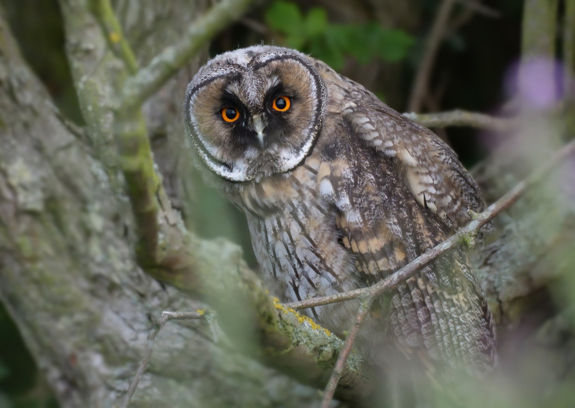 Download Long Eared Owl Bird Animal Owl 4k Ultra HD Wallpaper