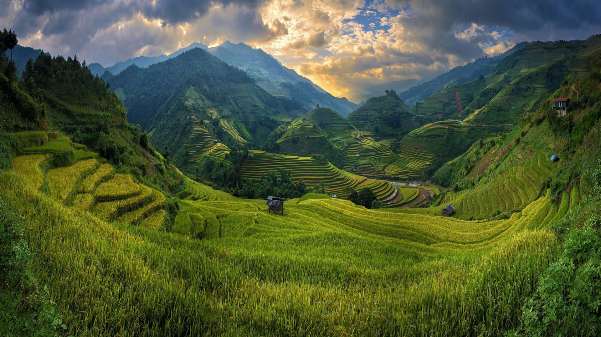 Man Made Rice Terrace HD Wallpaper