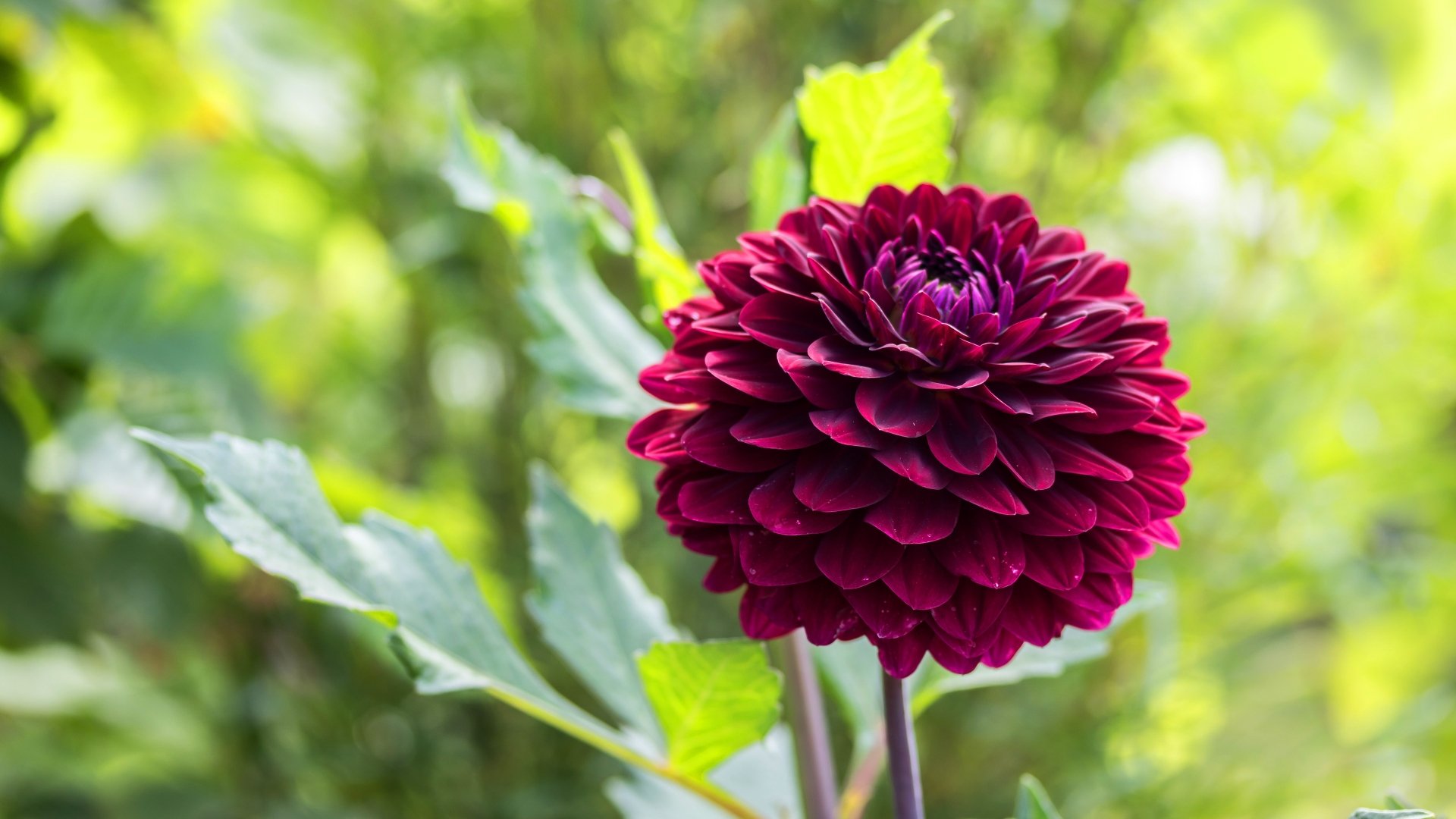 Close-up of a deep magenta dahlia bloom against blurred green foliage, a flower nature scene — 4K Ultra HD PC desktop wallpaper background.