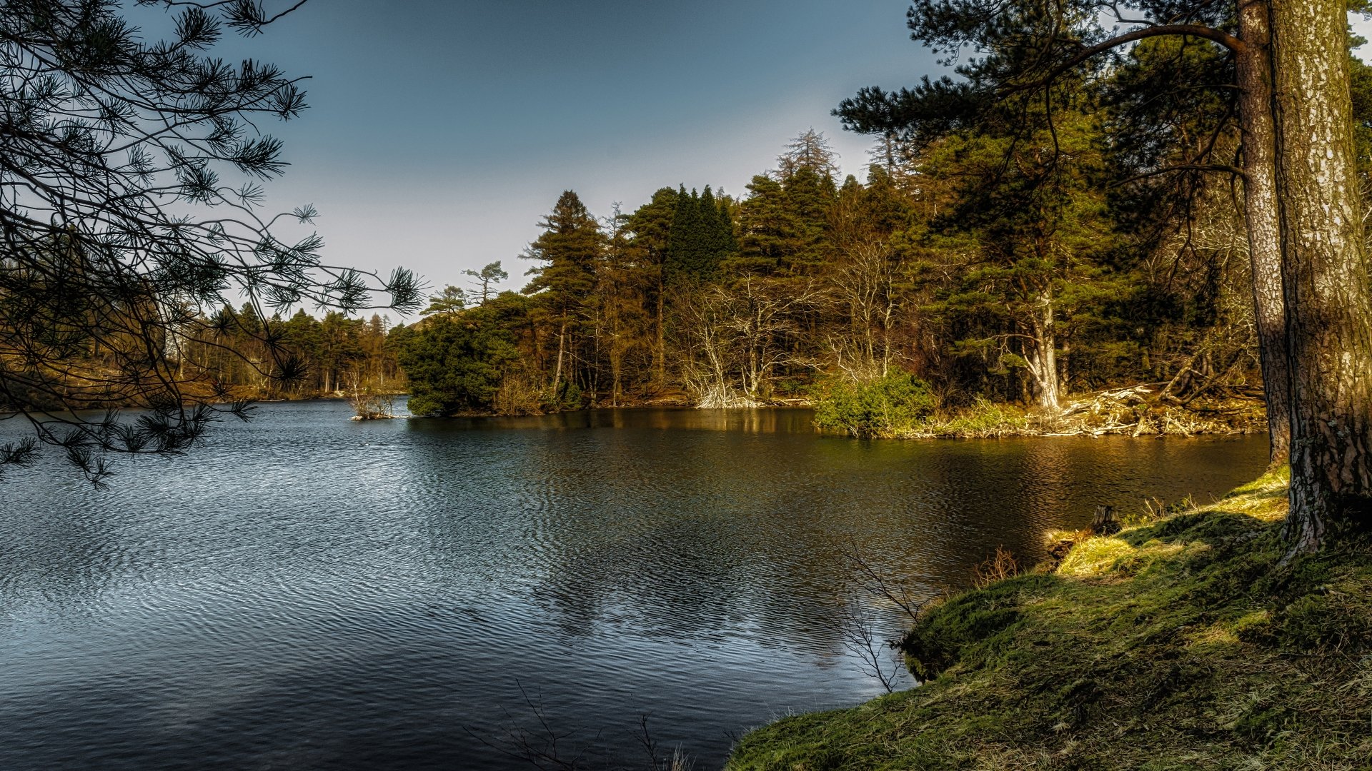 Download Pine Tree Forest Nature River 4k Ultra HD Wallpaper