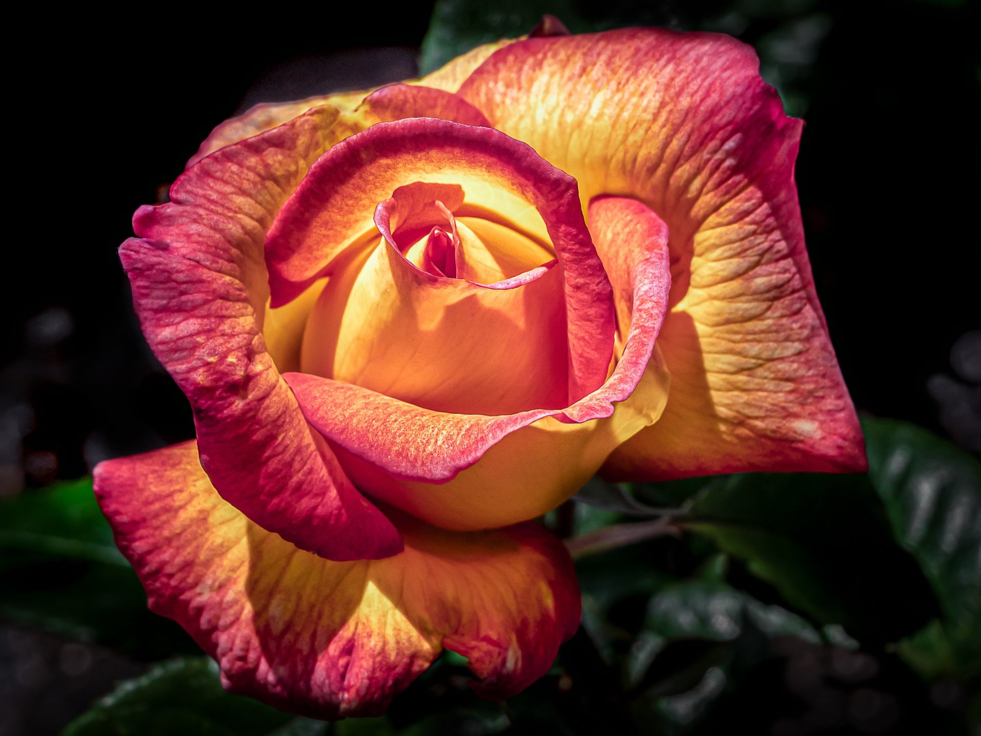 Download Flower Macro Nature Rose HD Wallpaper | 2828x2121 | Wallpaper ...