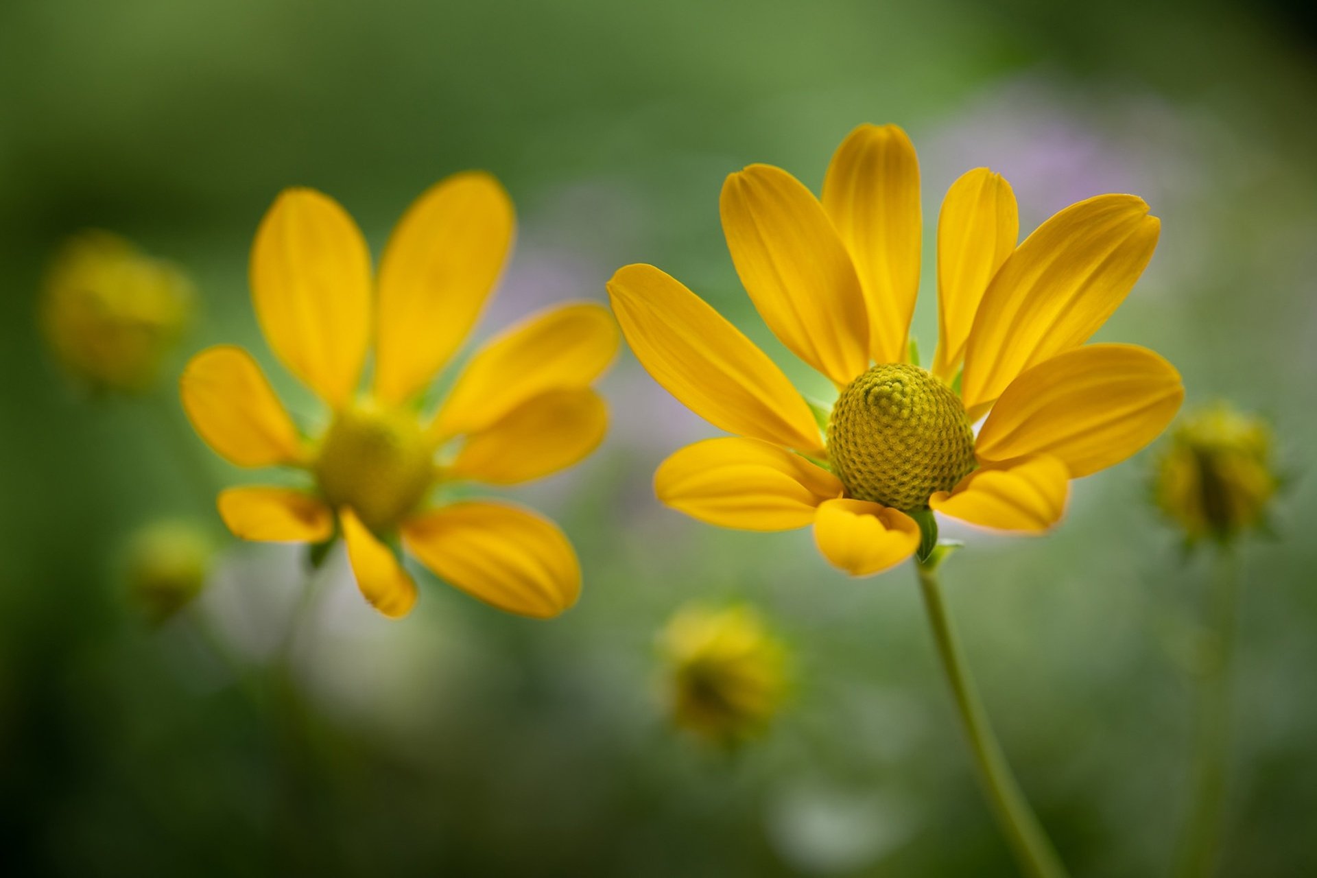 Download Flower Rudbeckia Macro Nature Black-eyed Susan Black-Eyed