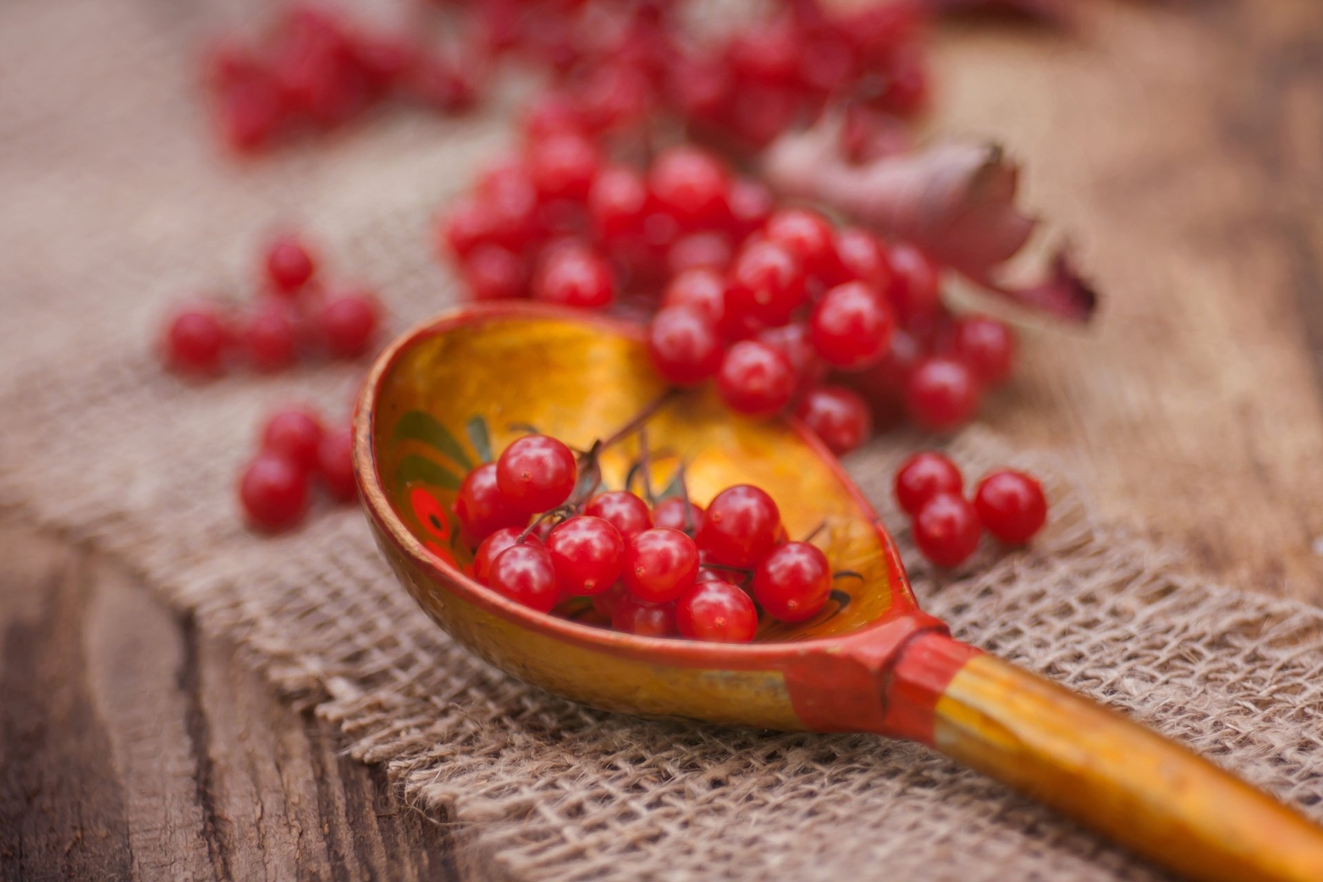 Download Viburnum Spoon Macro Food Berry HD Wallpaper