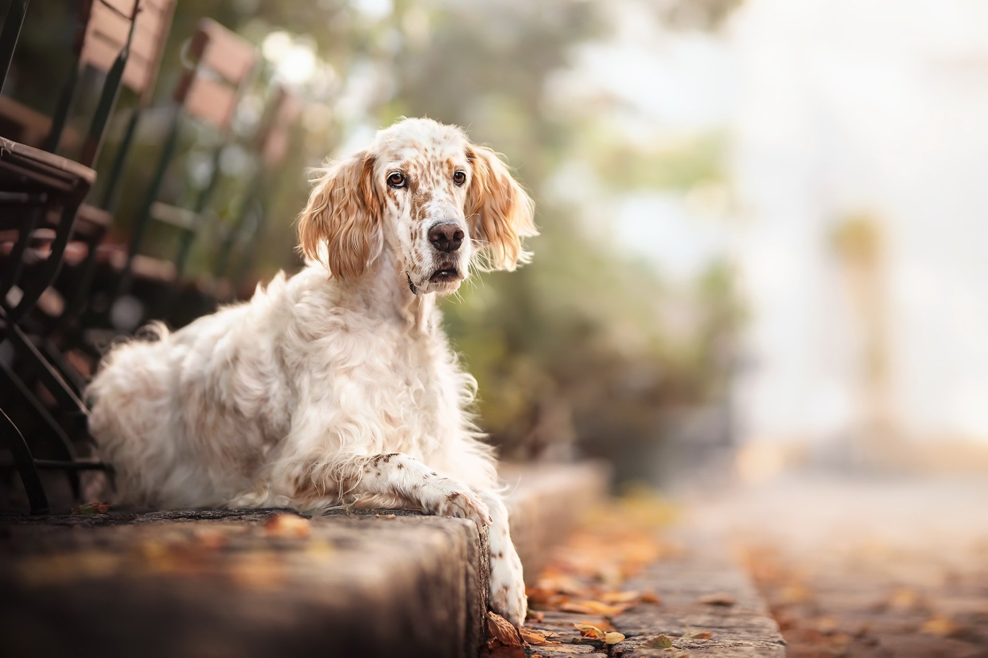 Download English Setter Setter Depth Of Field Animal Dog HD Wallpaper