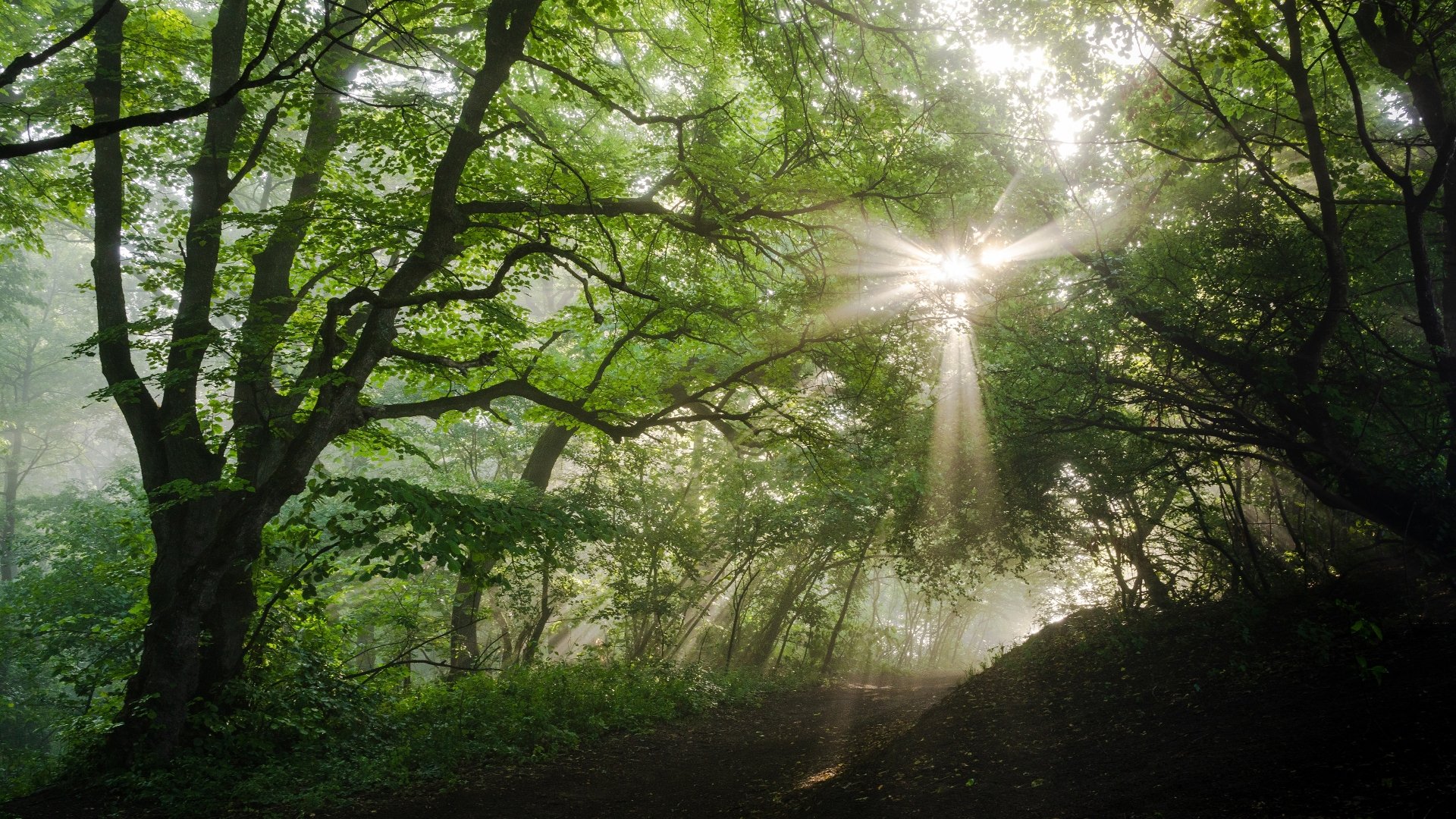Download Forest Nature Sunbeam 4k Ultra HD Wallpaper | 3840x2160 ...