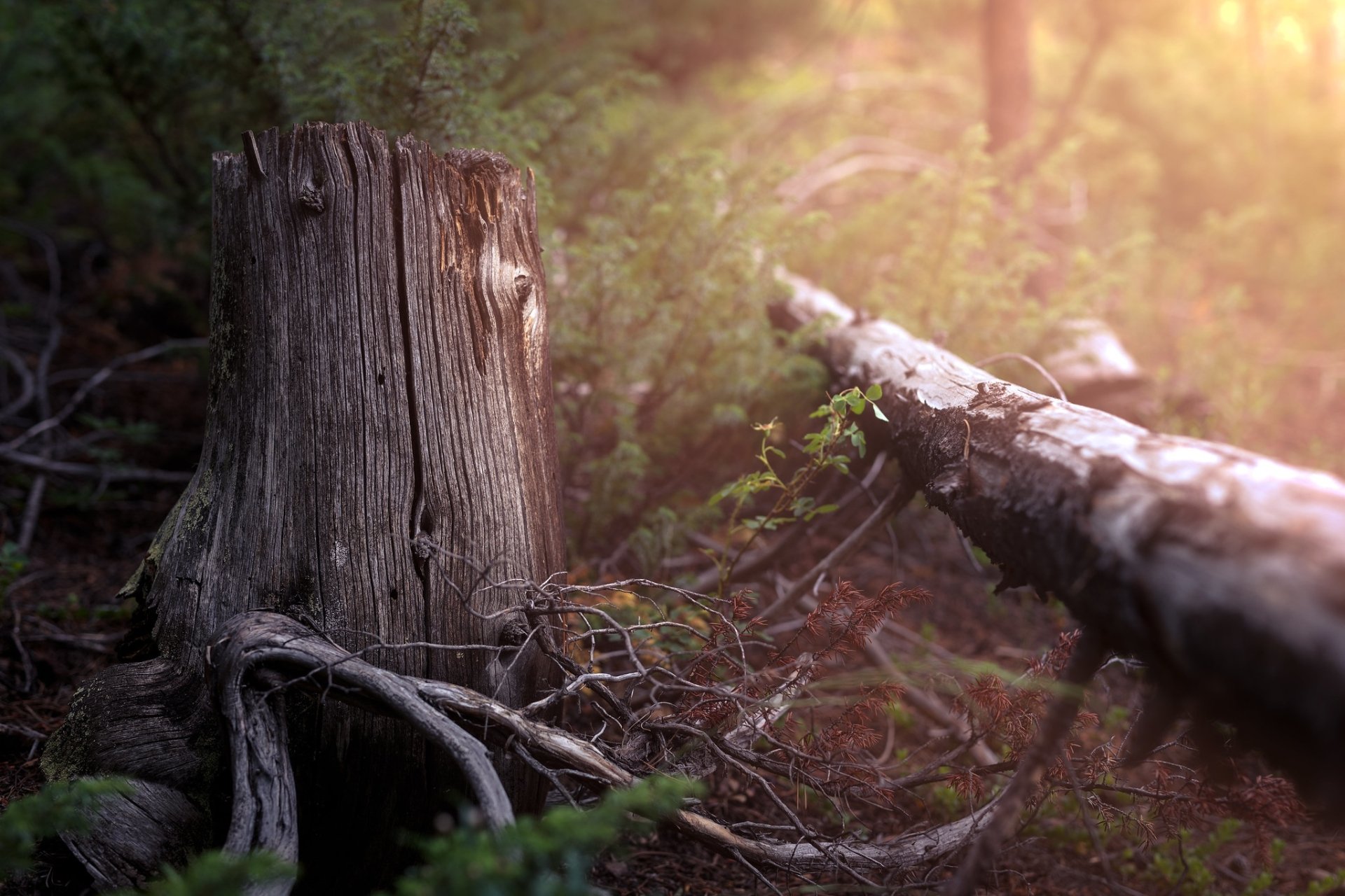 Download Nature Outdoor Tree HD Wallpaper