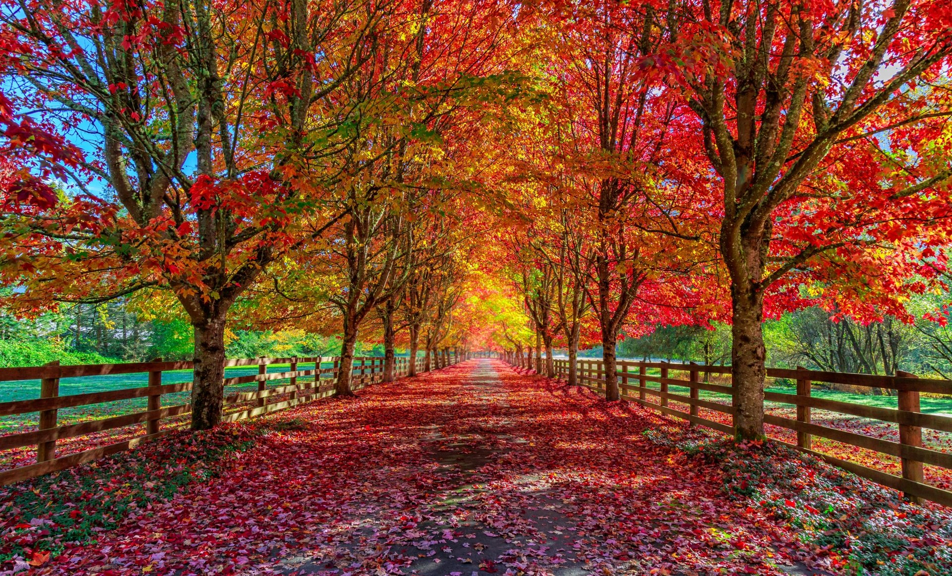 Download Path Tree Photography Fall 4k Ultra HD Wallpaper