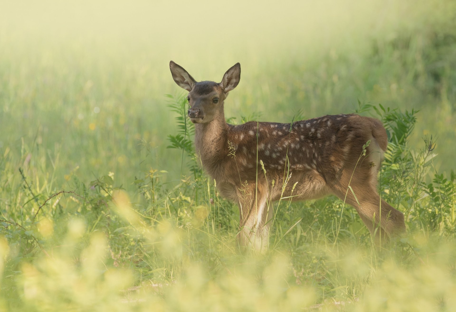 Animal, deer — 2K Quad HD PC desktop wallpaper: a spotted fawn standing in a sunlit meadow, surrounded by soft green grasses and a blurred bokeh background.