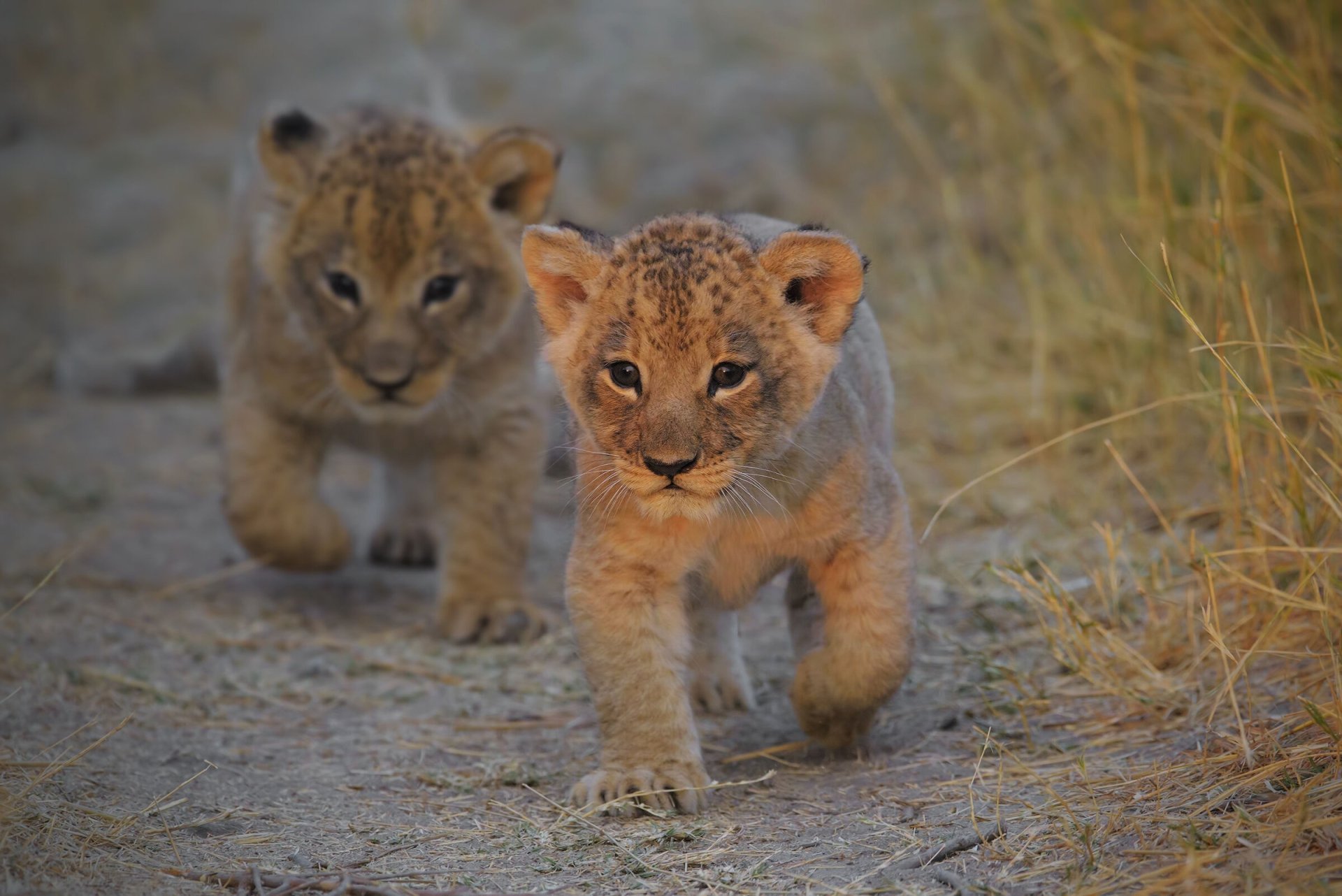 Download Cub Baby Animal Animal Lion HD Wallpaper