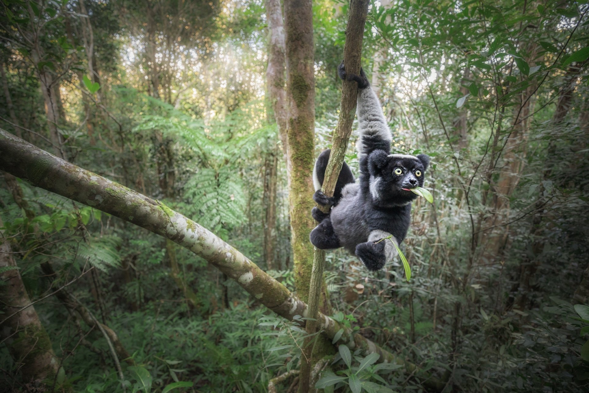 Download Animal Lemur HD Wallpaper