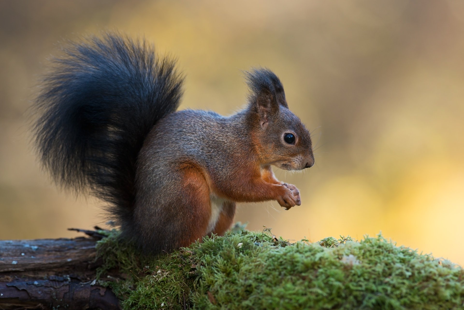 Squirrel HD Wallpaper