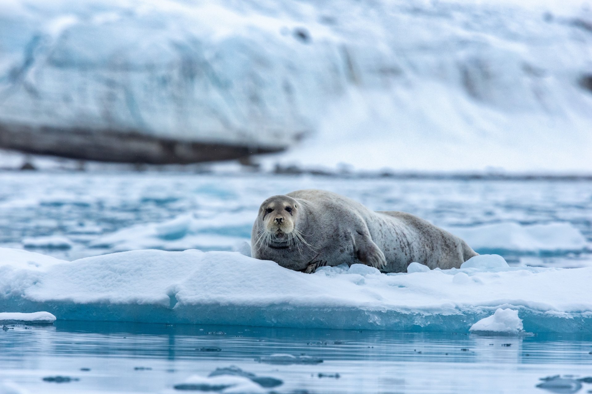 4K Ultra HD desktop wallpaper featuring a seal resting on icy terrain surrounded by cold Arctic waters and snow-covered ice formations.
