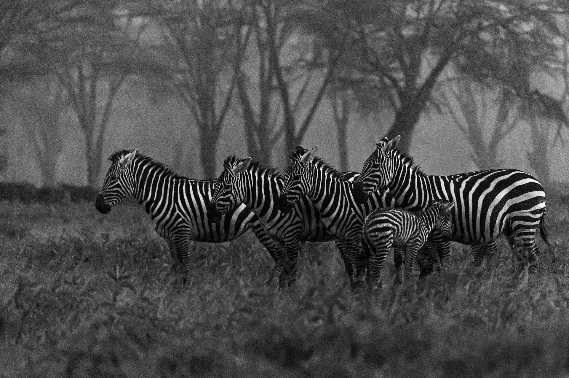 Animal Zebra HD Wallpaper