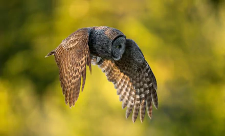 HD desktop wallpaper of a bird in flight, featuring a detailed close-up of an owl soaring against a blurred green background.