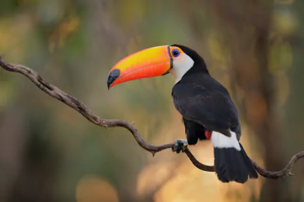bird Animal toucan HD Desktop Wallpaper | Background Image
