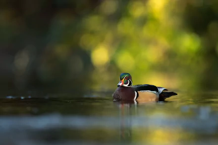 duck bird Animal wood duck HD Desktop Wallpaper | Background Image