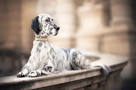 english setter setter depth of field Animal dog HD Desktop Wallpaper | Background Image