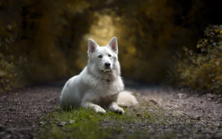 White Shepherd dog lying on a forest path with shallow depth of field and moody bokeh background — HD PC desktop wallpaper/background.