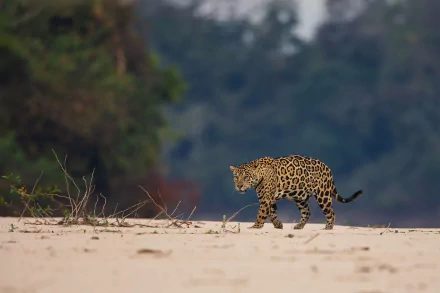Animal jaguar HD Desktop Wallpaper | Background Image
