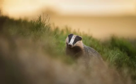 Animal badger HD Desktop Wallpaper | Background Image