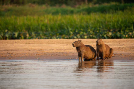 rodent Animal capybara HD Desktop Wallpaper | Background Image