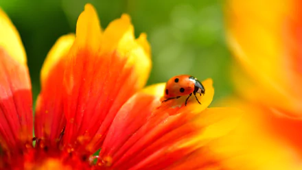 Macro shot of a ladybug on a red-orange gaillardia flower with soft green bokeh, a vivid 4K Ultra HD PC desktop wallpaper background.