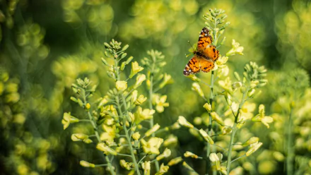 rapeseed flower Animal butterfly HD Desktop Wallpaper | Background Image