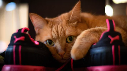 sneakers muzzle Animal cat HD Desktop Wallpaper | Background Image