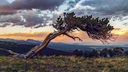 A twisted pine tree stands on a hill under a dramatic cloudy sky at sunset, captured in stunning 4K Ultra HD detail for a PC desktop wallpaper.