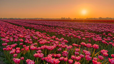 A vibrant 4K Ultra HD desktop wallpaper showcasing a tulip plantation at sunset, with rows of blooming flowers stretching across a vast field under a warm orange sky.
