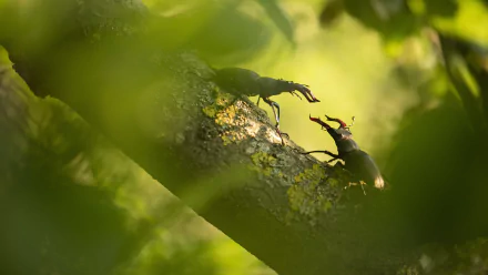 beetle macro Animal stag beetle HD Desktop Wallpaper | Background Image