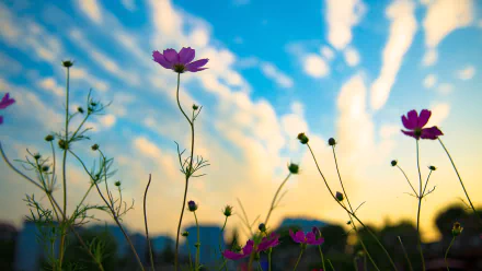 flower nature Cosmos (Plant) HD Desktop Wallpaper | Background Image