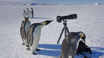  Curious Penguins Check Out a Photographers Camera and Bag