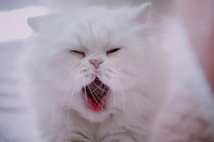 yawn persian cat Animal cat HD Desktop Wallpaper | Background Image