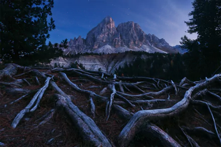 starry sky roots night mountain forest nature Tree Root HD Desktop Wallpaper | Background Image