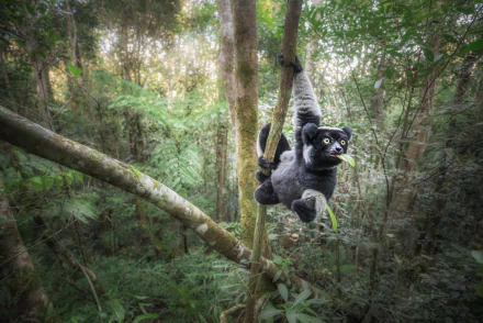 Animal lemur HD Desktop Wallpaper | Background Image