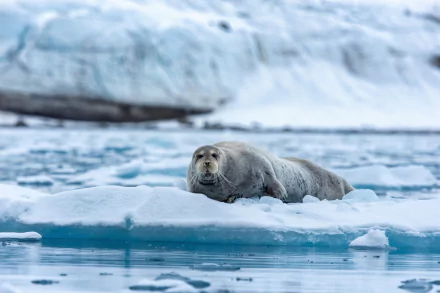 Animal seal HD Desktop Wallpaper | Background Image