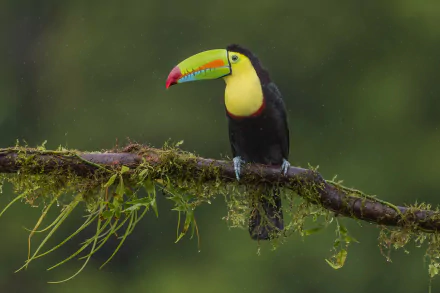 bird Animal toucan HD Desktop Wallpaper | Background Image