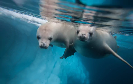 HD PC desktop wallpaper of two seals swimming underwater near blue ice, a sea life animal close-up scene.